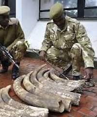 UN Declares Kenya and Tanzania as  World’s Worst Elephant Slaughter Houses