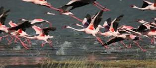 lake bogoria