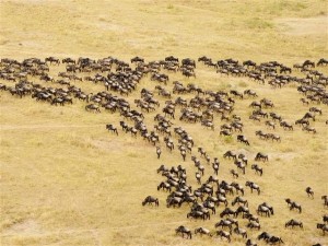 Masai Mara Game Reserve features unlimited game viewing safaris in Kenya’s most attractive game reserve and the arena to one of greatest spectacle on earth- the wildebeest migration.