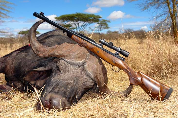 Tanzania’s Trophy Hunters and Tour Operators Fight over Elephant Poaching Accusations