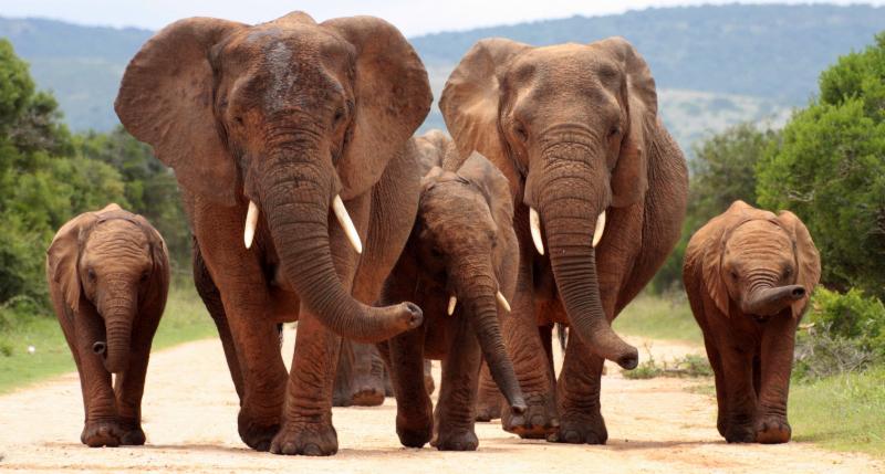 Elephants among the wildlife that attracts tourists to Kenya