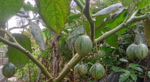 Tree tomato or Tamarillo