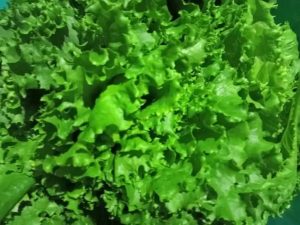 Green leaf lettuce