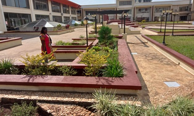 Why Environmental Enrichment Matters in Urban Homes