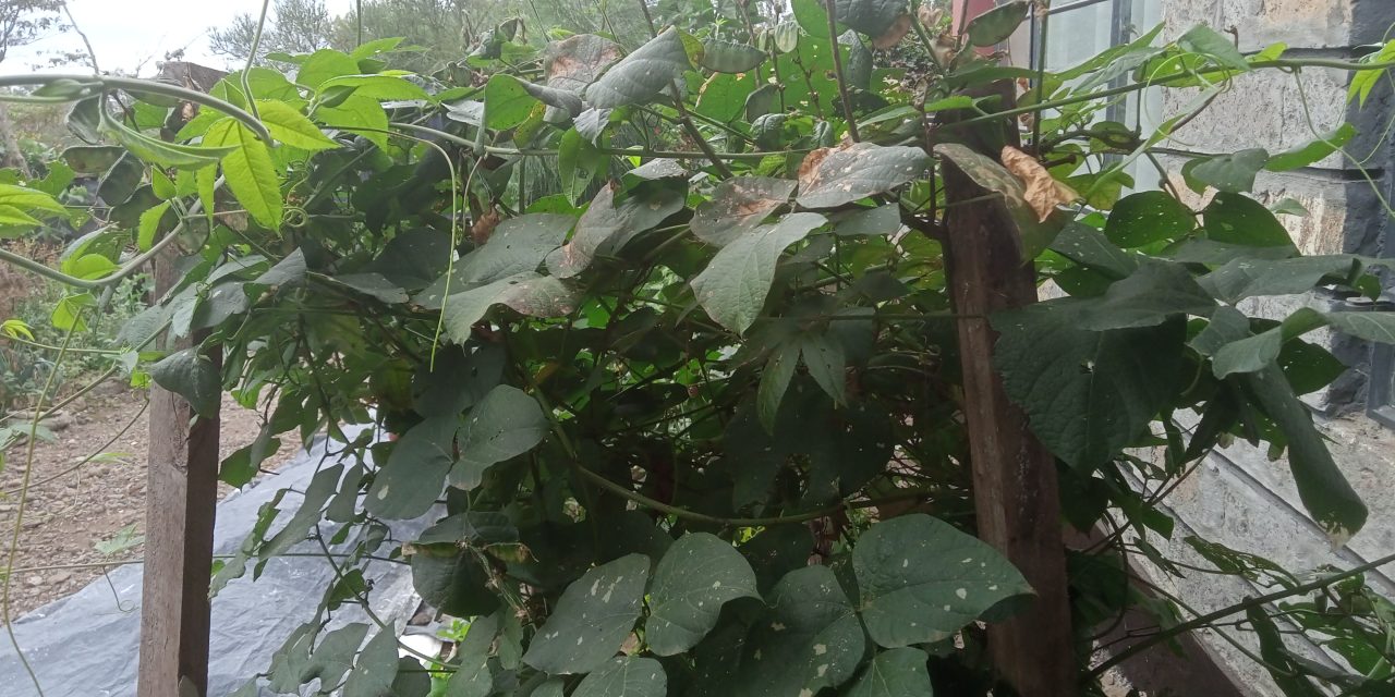 Advantages of Climbing Beans Over Bush Beans