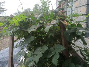 Climbing beans are bred for local climate resilience 