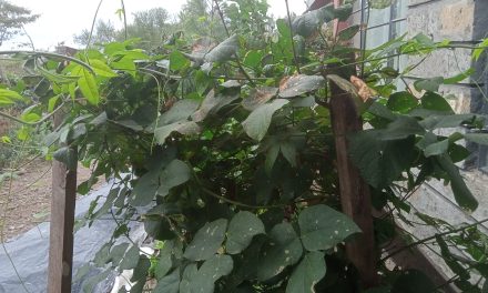 Advantages of Climbing Beans Over Bush Beans