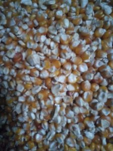 Maize is the primary staple food for more than 85% of Kenya's population 