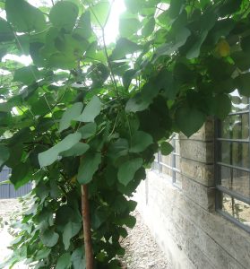 Advantages of Climbing Beans Over Bush Beans