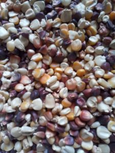 Maize accounts for approximately 3% of Kenya's total GDP and 12% of the agricultural GDP 