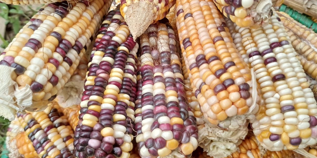Why Maize is Kenya’s most important agricultural and dietary crop