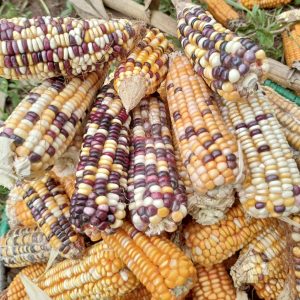 Maize is used for human food, animal feed and biofuel production