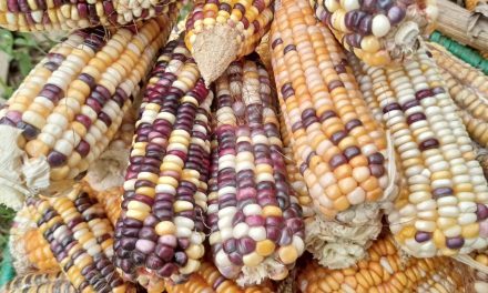 Why Maize is Kenya’s most important agricultural and dietary crop