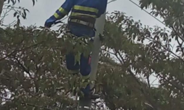 Why Planting Trees in Homesteads is Dangerous