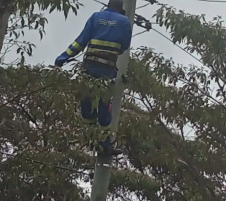 Why Planting Trees in Homesteads is Dangerous