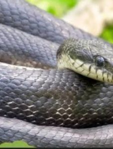 To effectively lock out snakes from your home, focus on sealing physical entry points and removing the food, water and shelter that attract them
