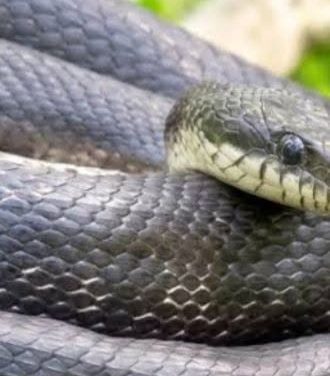 How to lock snakes out of your home