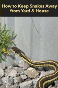 How to lock snakes out of your home